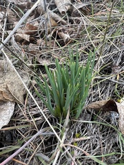 Olsynium douglasii