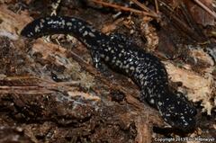 Plethodon kisatchie