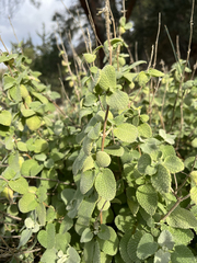 Pseudodictamnus acetabulosus