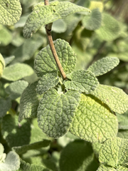 Pseudodictamnus acetabulosus