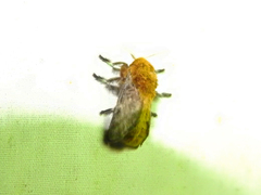 Megalopyge vulpina