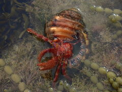 Dardanus crassimanus