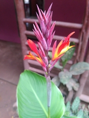 Canna indica