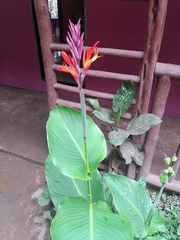 Canna indica