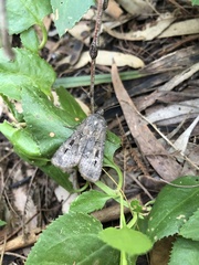 Agrotis infusa