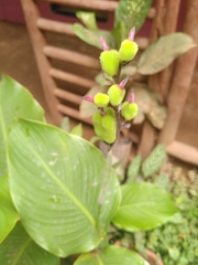 Canna indica