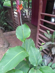 Canna indica