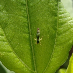 Sibovia sagata