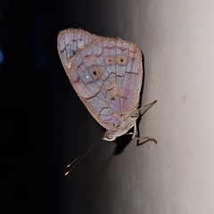 Eunica monima modesta