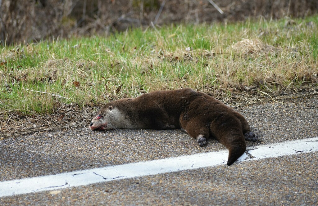 North American River Otter In January 2023 By Mark Greene Roadkill   Large 