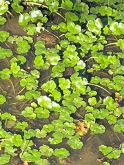 Hydrocotyle sibthorpioides