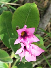 Mandevilla pohliana