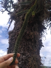 Araucaria