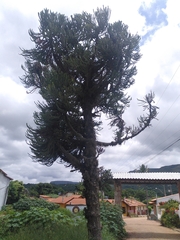 Araucaria