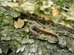 Plethodon websteri
