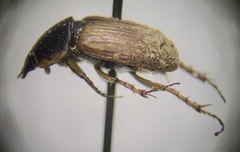 Melinopterus prodromus