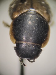 Melinopterus prodromus