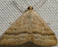 Scopula lydia