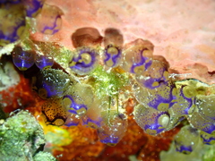 Clavelina