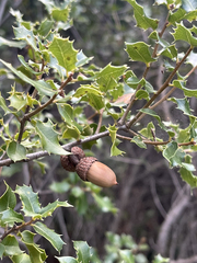 Quercus coccifera