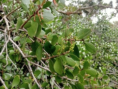 Peraxilla colensoi