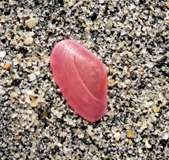 Tellinidae
