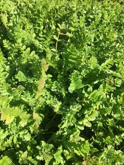 Erodium