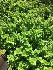 Erodium