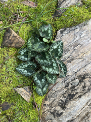 Cyclamen graecum graecum