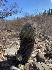 Ferocactus townsendianus