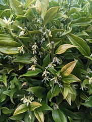Sarcococca