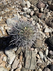 Ferocactus townsendianus