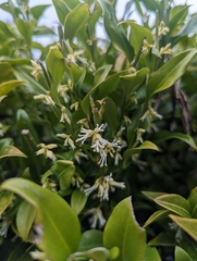 Sarcococca
