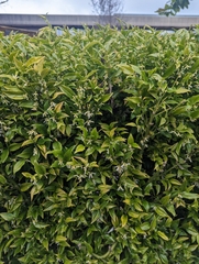 Sarcococca