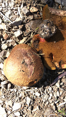 Suillus lakei