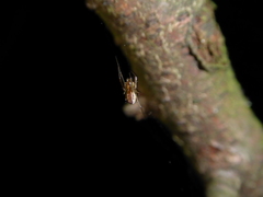 Neriene peltata