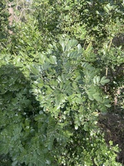 Dermatophyllum