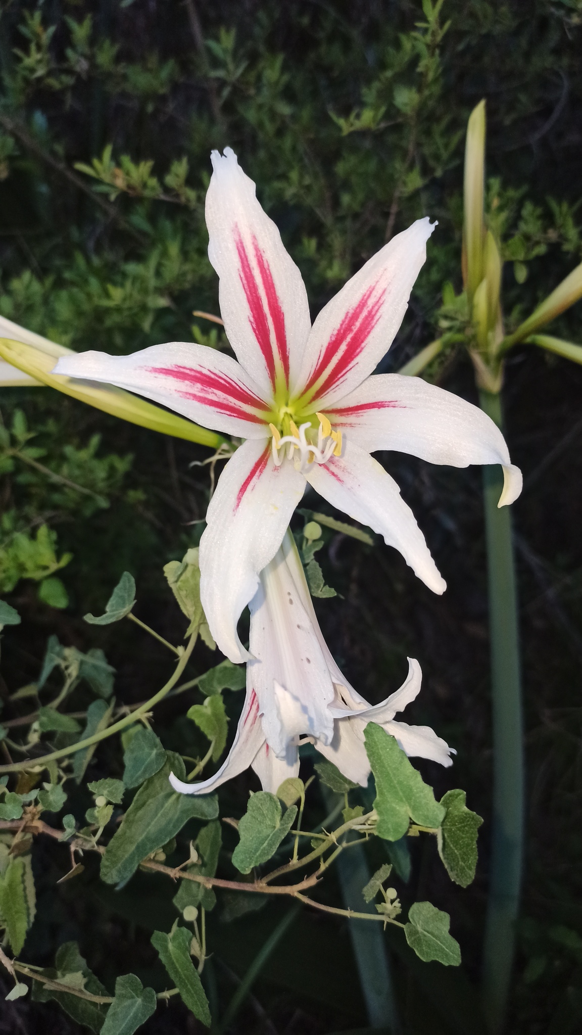 Hippeastrum vittatum  iNaturalist