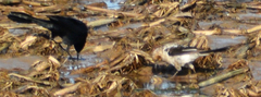 Quiscalus major