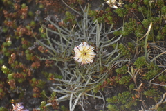 Hypochaeris incana