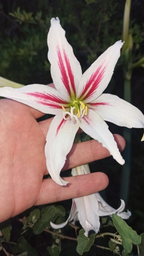 Hippeastrum vittatum, photograph 1