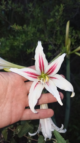 Hippeastrum vittatum, photograph 2