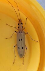 Parisopalpus nigronotatus