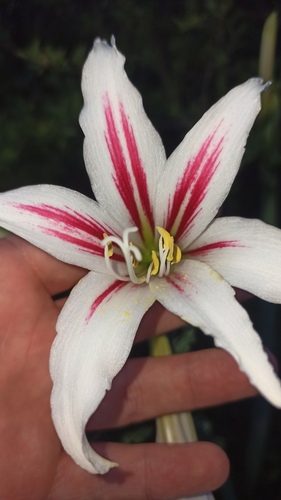 Hippeastrum vittatum, photograph 3