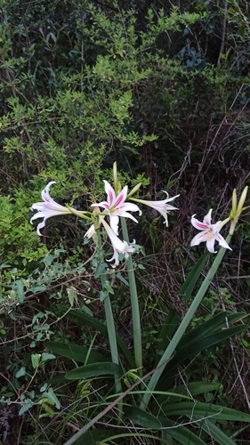 Hippeastrum vittatum, photograph 4