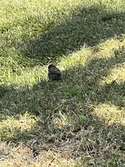 Zonotrichia capensis