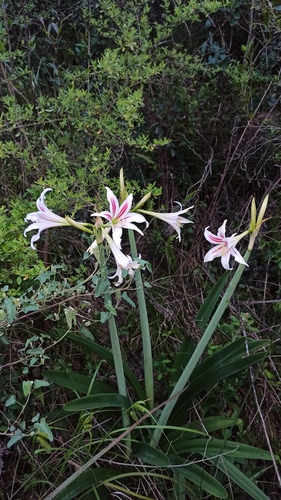 Hippeastrum vittatum, photograph 5