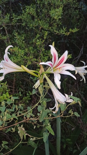 Hippeastrum vittatum, photograph 6