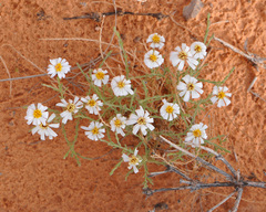 Chaetopappa ericoides