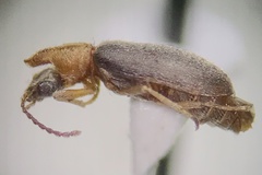 Notoxus murinipennis